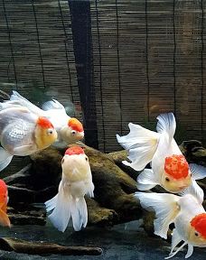 八户市水产科学馆Marient-八户