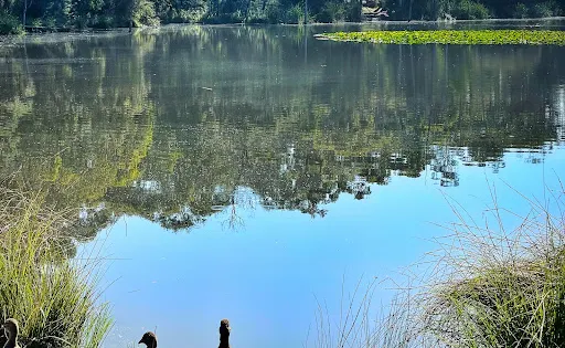 Candlebark Walk Reserve