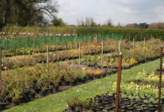 Lilyhurst Plant Centre购物图片