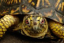 Turtle Rescue of the Hamptons景点图片