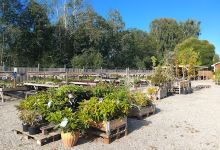 Evonella Garden AB购物图片
