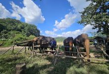 Maewang elephant @ River美食图片