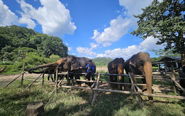 Maewang elephant cafe @ River