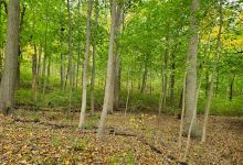 Tiffany Creek Preserve景点图片