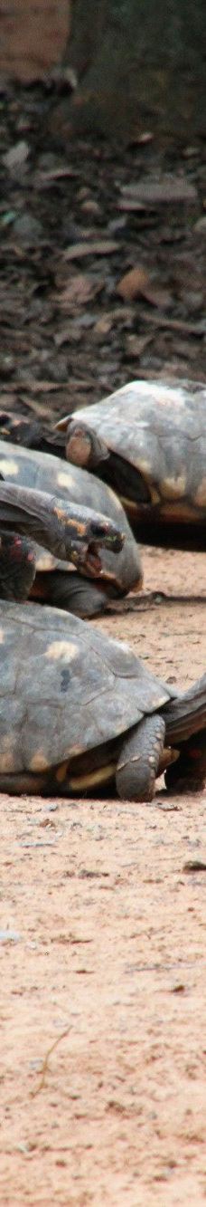 Botanical Garden of Asunción-亚松森