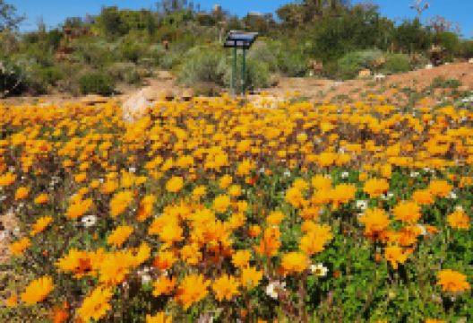Karoo Desert Garden景点图片