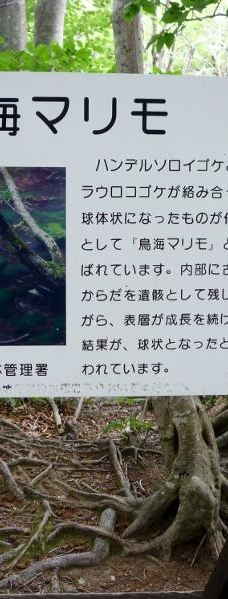 Nakajimadai Shishigahana Marsh-仁贺保市