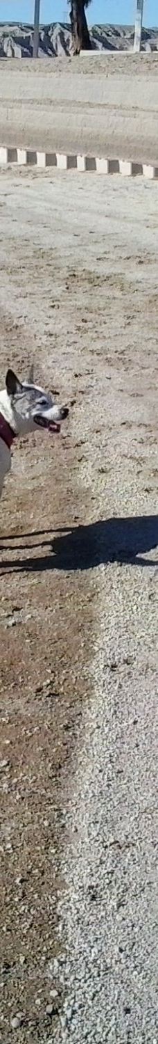 Big Bend of the Colorado-拉芙琳