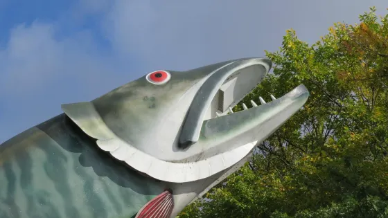Husky the Muskie