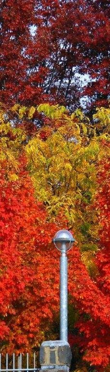 Orange Botanic Gardens-奥兰治