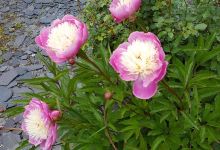 Birkheads Secret Gardens景点图片