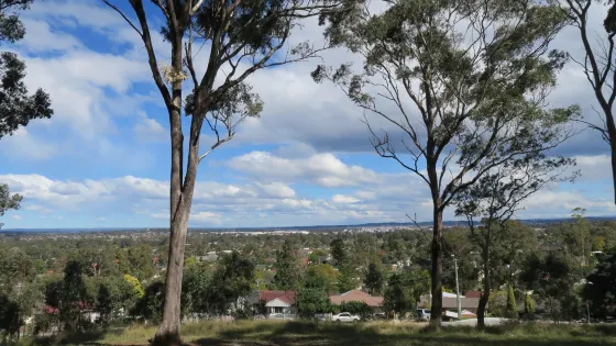 Lions Lookout