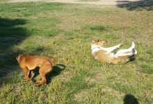 Dog Park景点图片