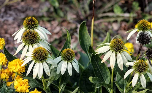 Clark Botanic Gardens