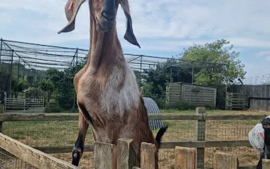 Woodside Animal Farm and Leisure Park