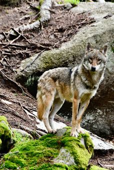 Vlčí výběh Srní (podívání zvenku)-斯尼