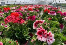 Azienda agricola Fausto Tiozzo购物图片