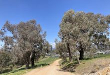 Kiewa River Walking Track North景点图片