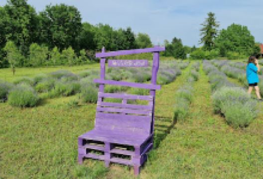 Kenesei Levendulás Kert景点图片