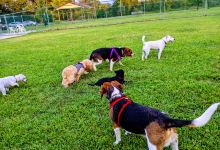Cuddy Dog Park景点图片