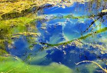 Kurow Wetland Walk景点图片