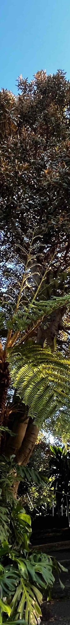 悉尼皇家植物园-悉尼-YoYo_7U2U1X1X