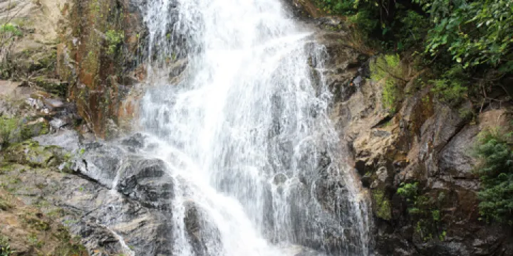 禮紀青皮林自然保護區