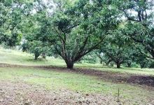 Finca El Fénix景点图片