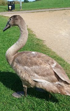 Hemlington Lake-米德尔斯堡