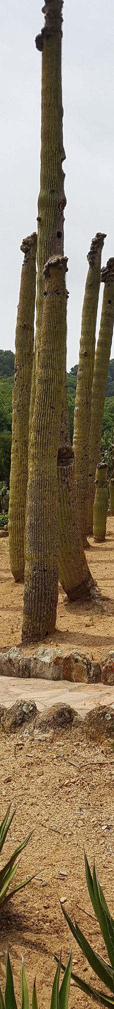 Jardí Botànic Tropical Paratge Pinya de Rosa-布拉内斯