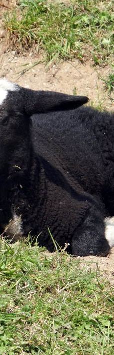 Park De Wezenlanden-兹沃勒