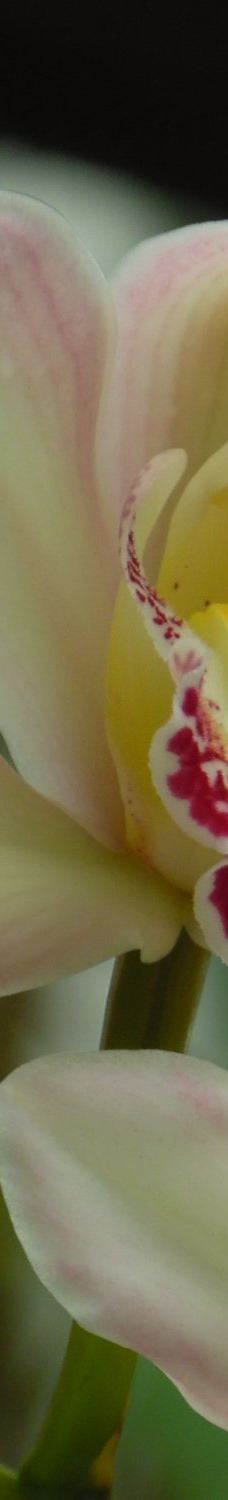 Orquidario de Morelia-莫雷利亚