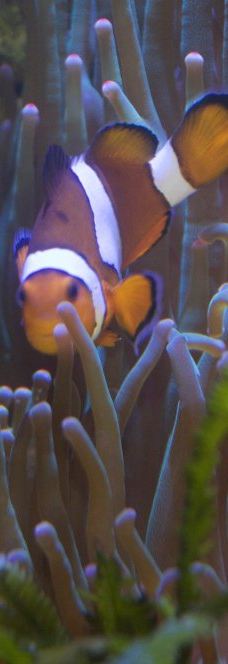 基尔水族馆-基尔