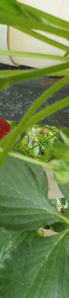 Ricardoes Tomatoes-Blackmans Point