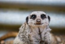 Secret Valley Wildlife Park景点图片