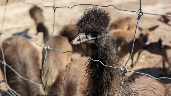 Goolwa Animal Farm