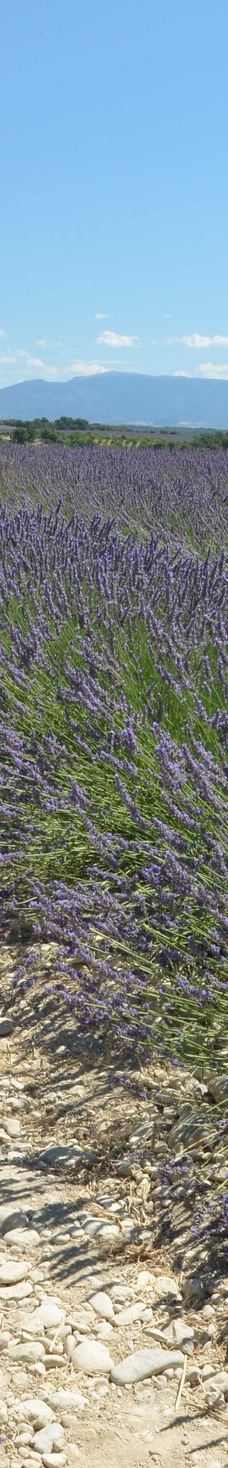 瓦朗索尔高原-瓦朗索勒