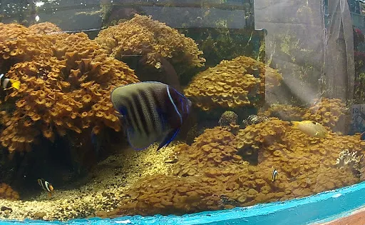 Aquasearch