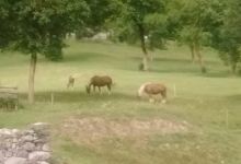 Capitello a Maria Ausiliatrice景点图片