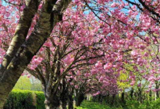 Secret garden景点图片