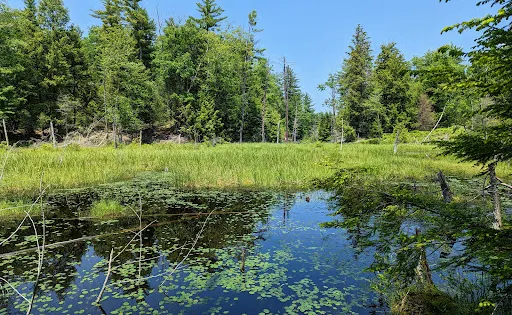 Isinglass River Conservation Reserve