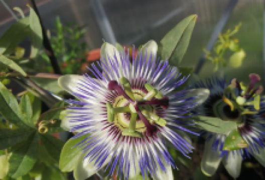 Pearsons Nurseries购物图片