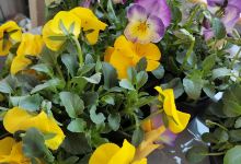 Cavanna Antonio Sementi, piante ,fiori购物图片