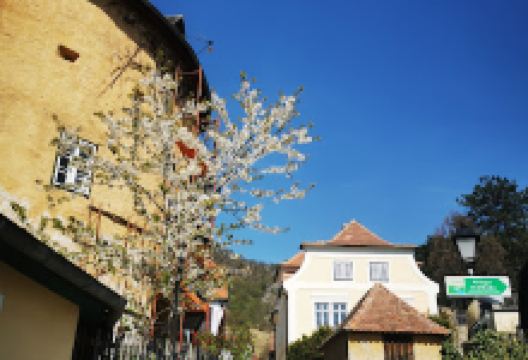 Weingut Schwarz景点图片