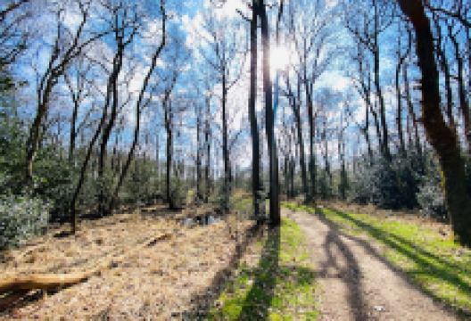 Delleboersterheide. (Natuurgebied van It Fryske Gea.)景点图片