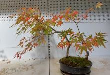 Viveros Campojardín. Finca El Puerto购物图片