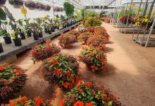 Don Lofgren Greenhouse购物图片