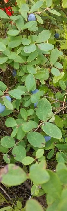 南山公园-大兴安岭