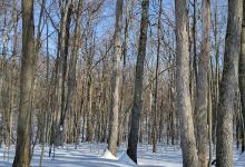 Patton Woods Natural Recreation Area景点图片