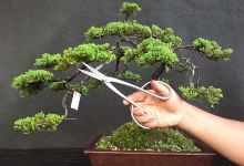 VIVERO BONSAI IOKA景点图片